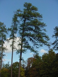 Weihrauch-Kiefer (Pinus taeda)