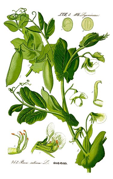 Erbse (Pisum sativum)
