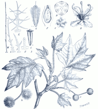 Platanus occidentalis