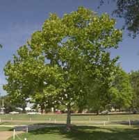 Amerikanische Plantane Habitus