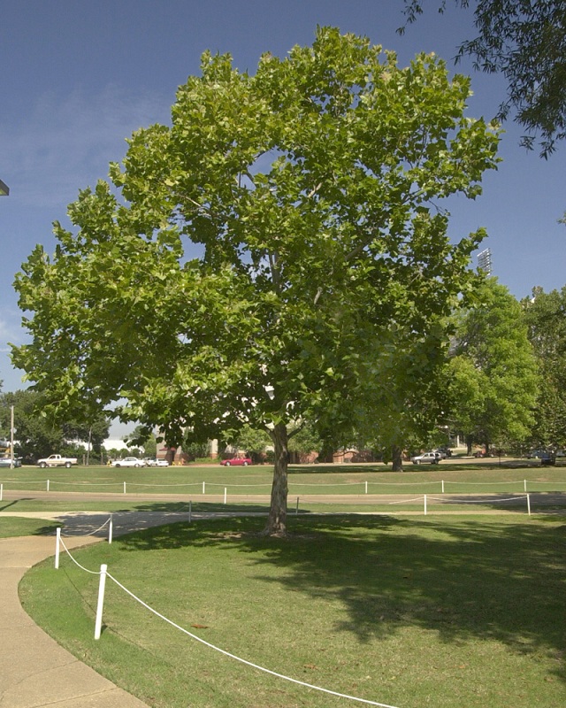 Amerikanische Platane (Platanus occidentalis), Habitus