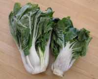 Pok-Choi (Brassica rapa ssp. chinensis)