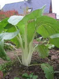 Pok-Choi (Brassica rapa ssp. chinensis)