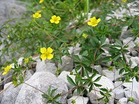 Blutwurz (Potentilla erecta)