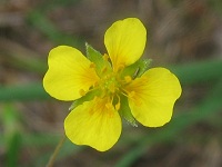 Blutwurz (Potentilla erecta)