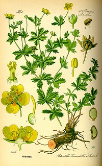 Blutwurz (Potentilla erecta)