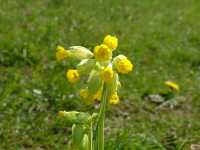 Echte Schlüsselblume (Primula veris) 