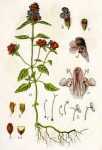 Prunella vulgaris, Zeichnung von Blätter, Blüten, Früchten und Wurzeln