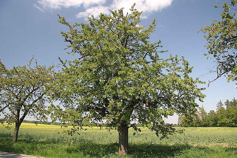 Süßkirsche (Prunus avium), Habitus, Prazak, CC-BY-SA-3.0