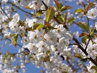 Vogelkirsche Blüte