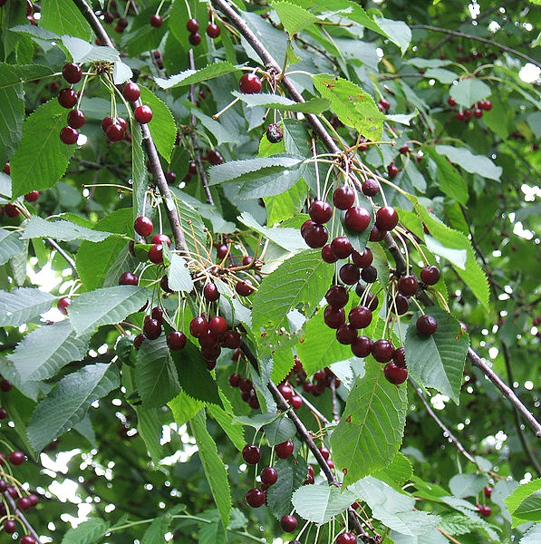 Süßkirsche (Prunus avium), Früchte, MPF, CC-BY-SA-3.0