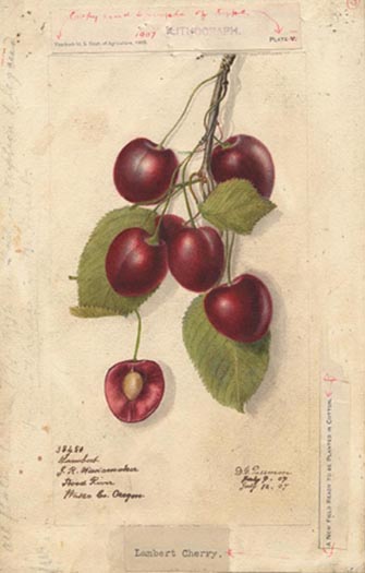 Süßkirsche (Prunus avium), Zeichnung