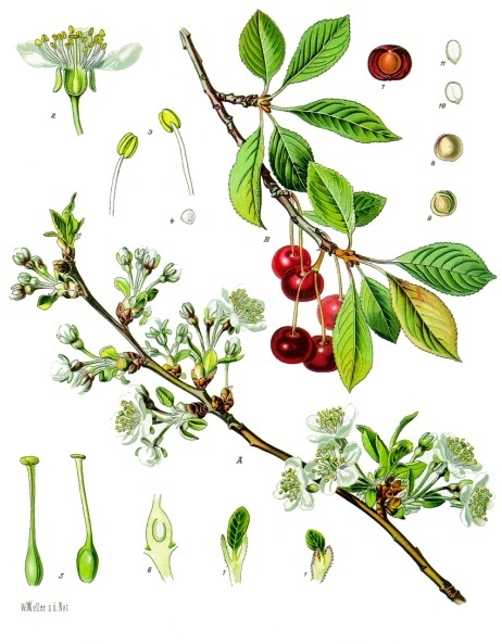 Sauerkirsche (Prunus cerasus), Zeichnung