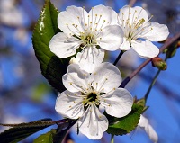 Sauerkirsche (Prunus cerasus), Blüte