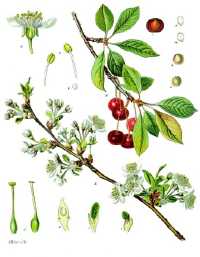 Sauerkirsche (Prunus cerasus)