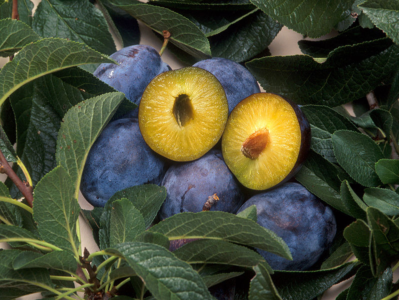 Zwetschge (Prunus domestica subsp. domestica), Frucht