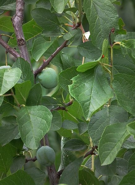 Reneklode (Prunus domestica subsp. italica), 4028mdk09, CC-BY-SA-3.0