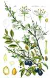 Prunus spinosa, Zeichnung von Blättern, Blüten und Früchten