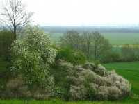 Blühende Traubenkirsche (Prunus padus) und Schlehdorn (Prunus spinosa)