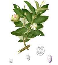 Psidium guajava