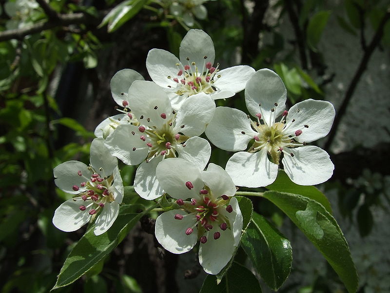 Kulturbirne (Pyrus communis), Blüten, Lukas Messmer, CC-BY-SA-3.0