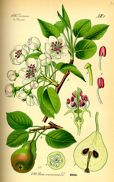 Kulturbirne (Pyrus communis), Zeichnung