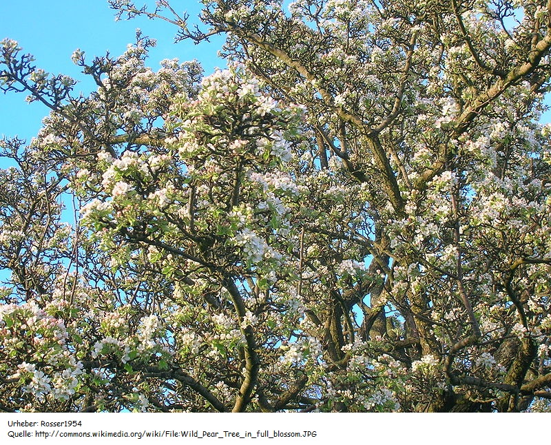 Wildbirne(Pyrus pyraster)