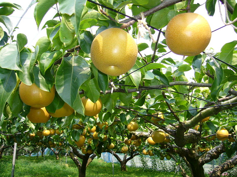 Nashi-Birne (Pyrus pyrifolia), katorisi, CC-BY-SA-3.0