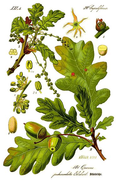 Stieleiche (Quercus robur)