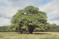 Stieleiche (Quercus robur)