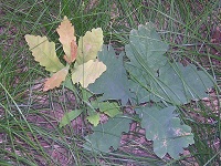 Stieleiche (Quercus robur)