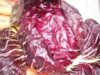 Radicchio (Cichorium intybus var. foliosum)