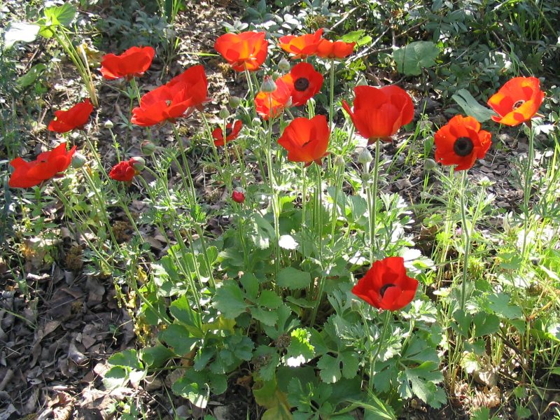 Asiatischer Hahnenfuß (Ranunculus asiaticus), Habitus, Blüten und Blätter