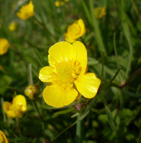 Gold-Hahnenfuß (Ranunculus auricomus)