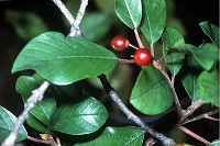 Gewöhnlicher Faulbaum (Frangula alnus oder Rhamnus frangula)