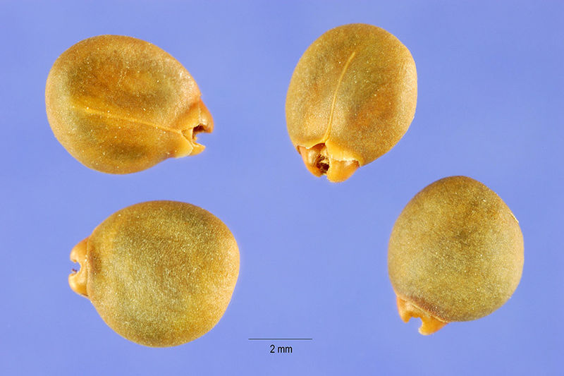 Gewöhnlicher Faulbaum (Frangula alnus oder Rhamnus frangula)