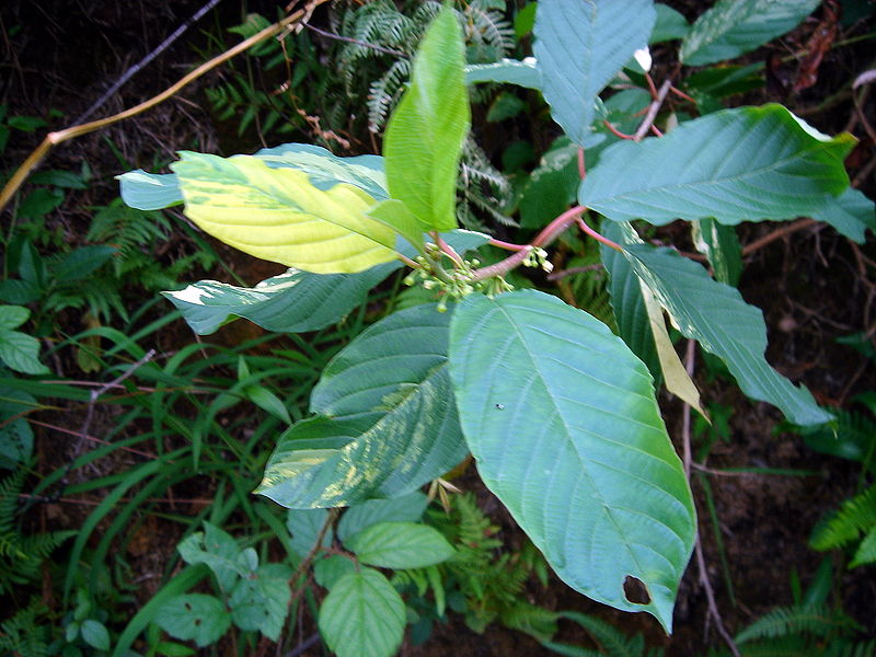 Gewöhnlicher Faulbaum (Frangula alnus oder Rhamnus frangula)