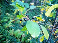Gewöhnlicher Faulbaum (Frangula alnus oder Rhamnus frangula)