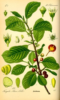 Gewöhnlicher Faulbaum (Frangula alnus oder Rhamnus frangula)