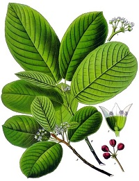 Cascara - Amerikanischer Faulbaum