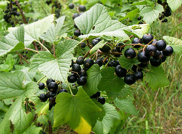 Schwarze Johannisbeere (Ribes nigrum)