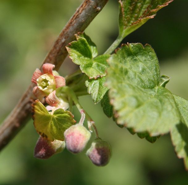 Schwarze Johannisbeere (Ribes nigrum)