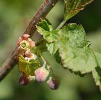 Schwarze Johannisbeere - Blüte