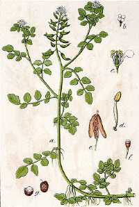 Brunnenkresse (Rorippa nasturtium-aquaticum)