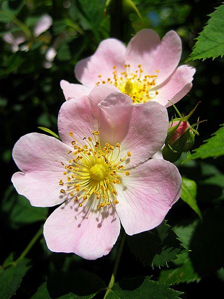 Hunds-Rose (Rosa canina)