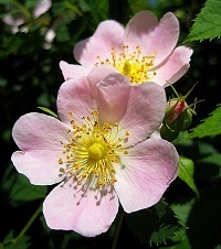 Hundsrose (Rosa canina)