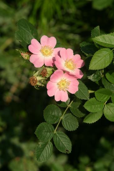 Wein-Rose (Rosa rubiginisa)