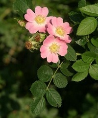 Wein-Rose (Rosa rubiginisa)