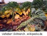 Rosenkohl (Brassica oleracea var. gemmifera)