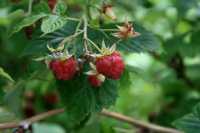 Himbeere (Rubus idaeus)